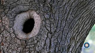 Meaning of Knothole [upl. by Venuti]