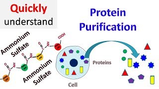 Protein Purification [upl. by Nylloh878]