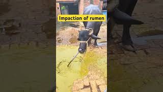 Impaction of rumen l dr Umar khan [upl. by Ataga]