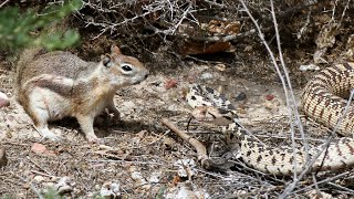 Brave Squirrel Fights and Takes Down Snake  Squirrel VS Snake [upl. by Culver]