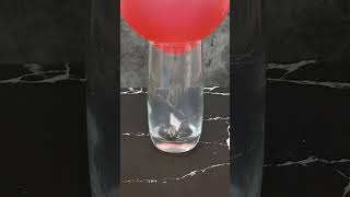 Balloon Air Water Cup Experiment balloonexperiment airpressurescienceexperiment [upl. by Ateloiv]