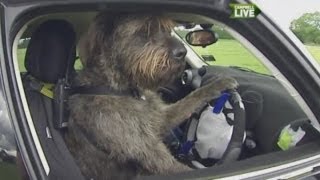 Dog drives car solo Worlds first [upl. by Drofnil537]