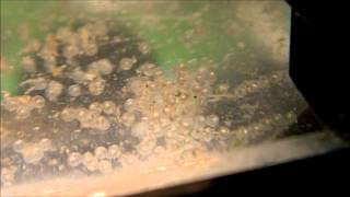 Zebra Danio Eggs Moving [upl. by Anailli219]