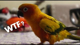 WHAT THE FLUFF  Funny PARROTs Reaction  Wildly Indian [upl. by Notsrik767]