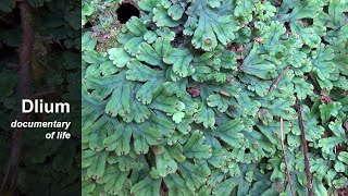 Liverwort Marchantia [upl. by Seel908]