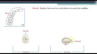 Tooth Surfaces [upl. by Faires]