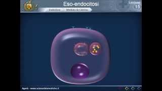 Citologia 15  Eso endocitosi [upl. by Josefina]