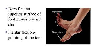 Dorsiflexion Plantar Flexion Inversion and Eversion [upl. by Rayford722]