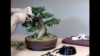 Bonsai treat  care premna microphylla [upl. by Meesak996]