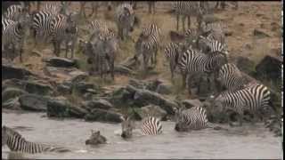 River of Life River of Death Wildebeests cross the Mara River by Michael Fairchildmov [upl. by Ainuj71]