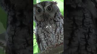 Western Screech Owl vs Eastern Screech Owl shorts [upl. by Letnuhs708]