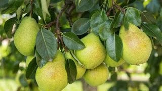 How to Grow Pear trees  Complete Growing Guide [upl. by Manoff7]