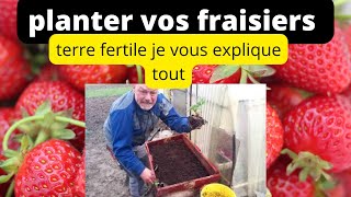 comment planter vos fraisier comme font les professionnels [upl. by Imorej801]