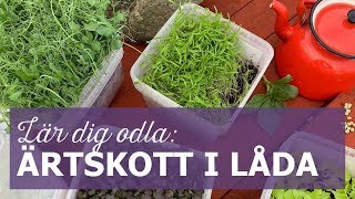 Lär dig odla Ärtskott i smart låda [upl. by Corissa]