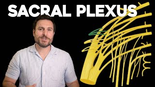 The Sacral Plexus Explained  Corporis [upl. by Ruscher]