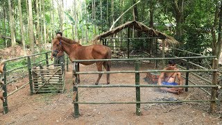 Build Hut for horse  House horse [upl. by Carla]