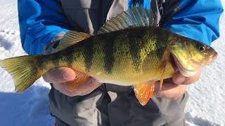 Ice Fishing Wisconsin  Shawano Lake JUMBO PERCH [upl. by Chansoo]