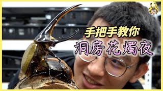 【飼育屋】長戟大兜蟲相親！大長戟飼育變虎克船長 [upl. by Matthaeus]