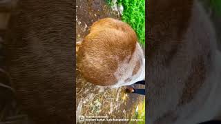 Fat Tail Dumba Sheep at Jalal Dumba Farm Mumbai [upl. by Barri112]