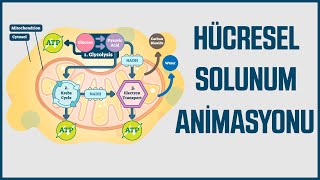 Animasyonlarla Biyoloji  Hücresel Solunum [upl. by Yddor]