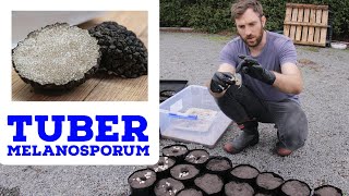 Making Truffle Trees for the Farm  Tuber Melanosporum [upl. by Cody]