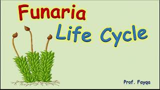 Funaria life cycle [upl. by Alberto]