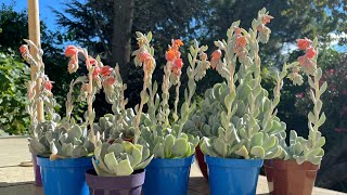 Belleza de FLORES 🌺  ECHEVERIA RUNYONII TOPSY TURVY [upl. by Othilia]