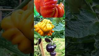 🍅Plantas de Tomates se Marchitan después del Trasplante  Solución [upl. by Eniamart]