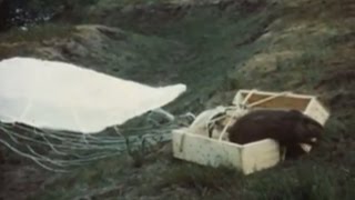 Parachuting beavers Archive footage shows kooky 40s project USA [upl. by Portugal45]