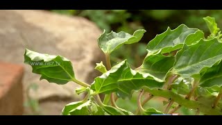 Tips to grow Yanai Nerunjil pedalium murex  herb at your terrace  Poovali  News7 Tamil [upl. by Cath]