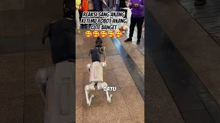 Reaksi anjing bertemu robot anjing [upl. by Eelimaj903]