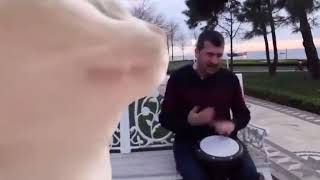 Hatsune Mikus Cat vibing to a Turkish Man singing Ievan Polkka [upl. by Laise]