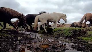 Field of Horses [upl. by Ginder]