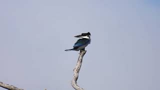 Collared Kingfisher Hervey Bay Qld [upl. by Eleik]