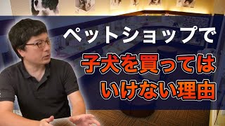 なぜペットショップで子犬を購入してはいけないのか？【元生体販売店の店長が本当の理由をお伝えします】 [upl. by Kcinomod745]