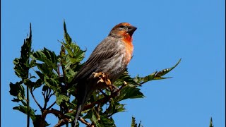 House Finch Birds  Foraging and Signing  Bird Sounds [upl. by Feldstein]