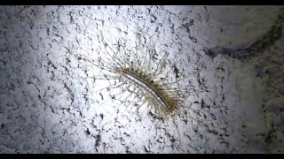 House centipede  Scutigère véloce Scutigera coleoptrata [upl. by Ahsimit]