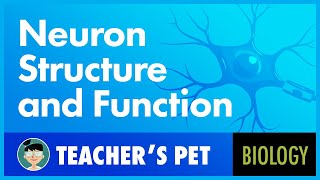 Neuron Structure and Function [upl. by Ayrb]