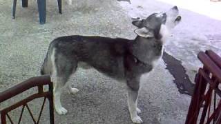 Siberian Husky Aldo howling zavija [upl. by Ridinger]