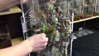 Arboreal Tarantula Enclosure Setup [upl. by Acnayb]