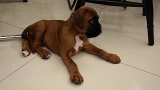 8 week old boxer puppy in new home [upl. by Dibbrun978]