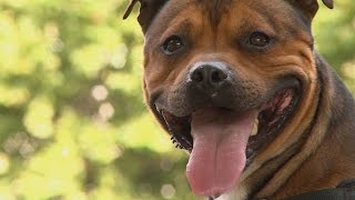 La race du Staffordshire Bull Terrier [upl. by Lebama]