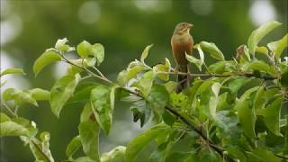 Ortolan Gesang [upl. by Fiona]