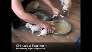 How To Wean Chihuahua Puppies  4 weeks old  First Solid Food [upl. by Kelvin]