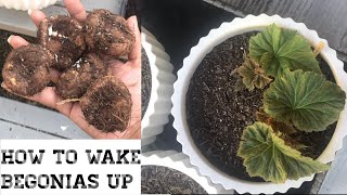 How To Plant amp Grow Begonias In Pots How To Wake Up Begonia Tubers Sprouting Begonia Tubers [upl. by Enirrok510]