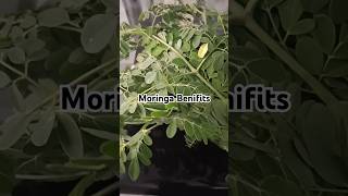 Moringa benifitsmoringa usesViral short [upl. by Airlee861]