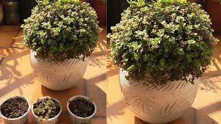 Care tips and Propagation of Creeping inch plantPurple Turtle vineCallisia repens [upl. by Heddy]