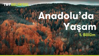 Anadoluda Yaşam  Orman  TRT Belgesel [upl. by Deina428]