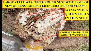 SUPER DEFENSIVE WASP NEST DUG OUT OF THE GROUND YELLOWJACKETS COLLECTED FOR VENOM IMMUNOTHERAPY [upl. by Aniar]