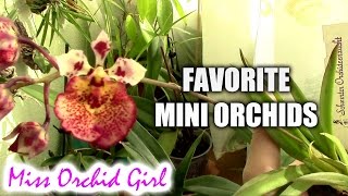 My favorite Mini Orchids [upl. by Edak]